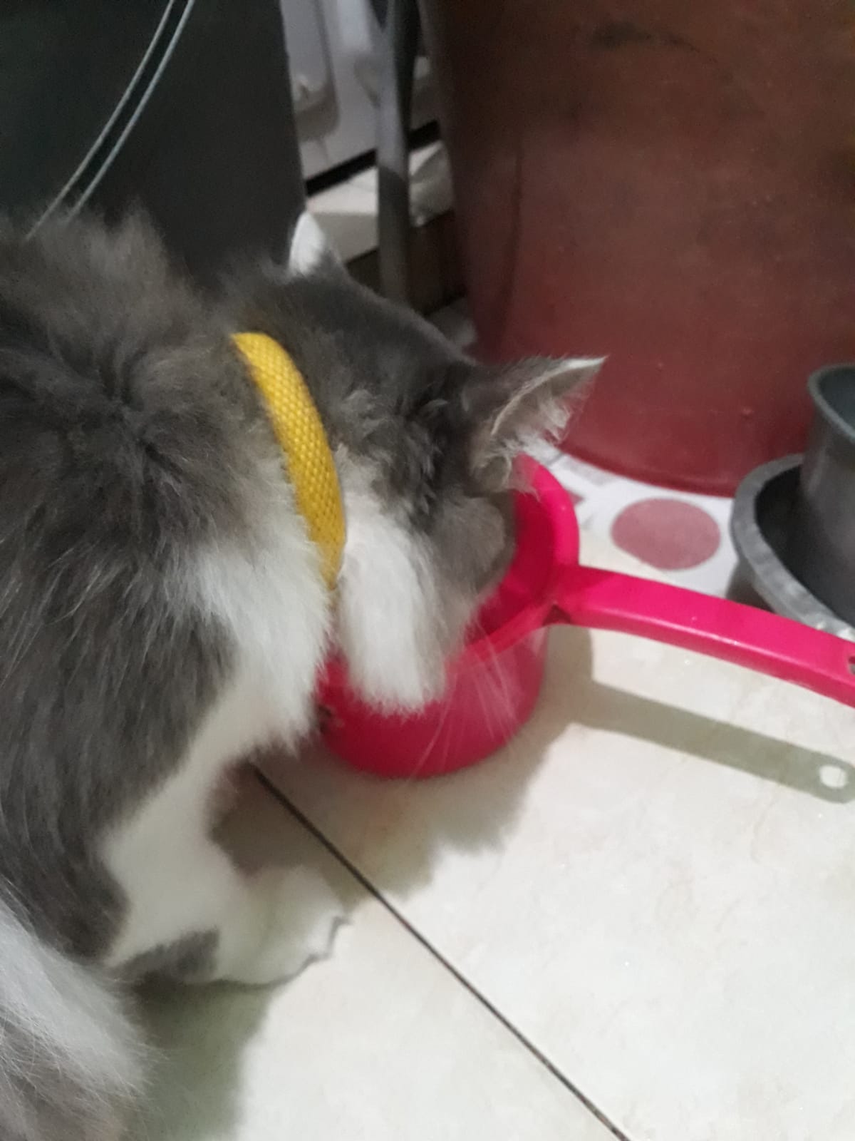 Why Do Cats Prefer to Drink from Buckets, Pools or Water in the Toilet