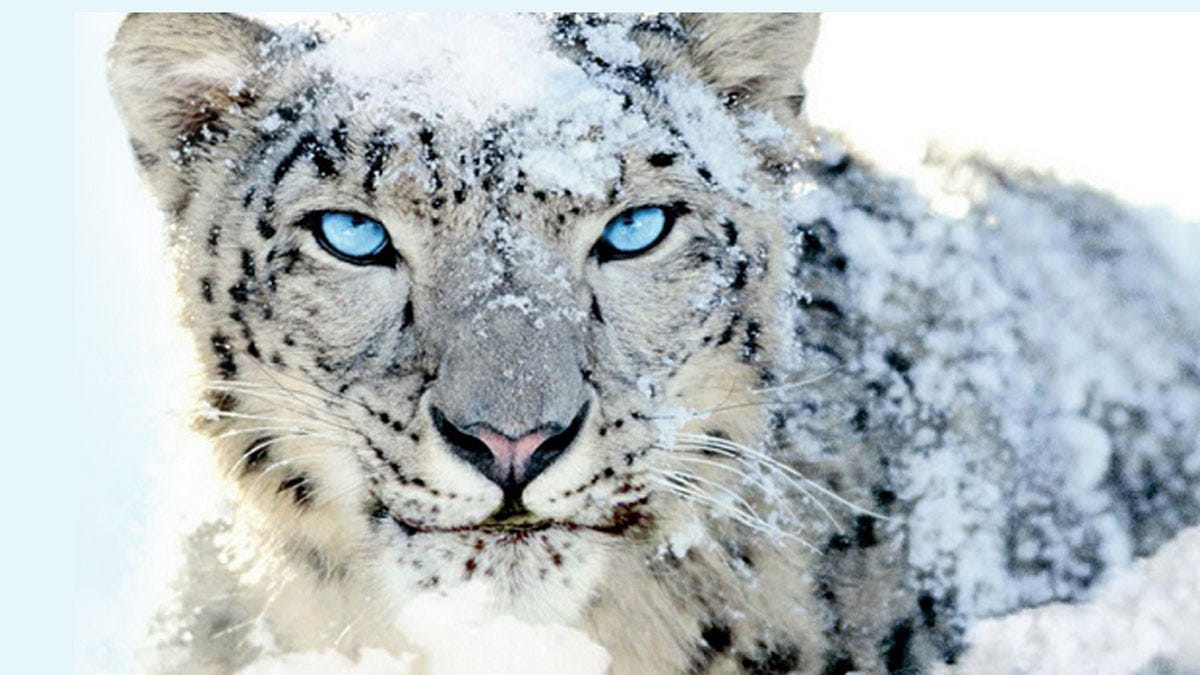 Endangered Snow Leopards Deserve our Help and Protection by David Elstob Medium