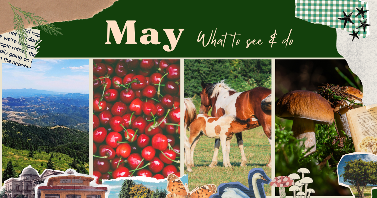 May Zine