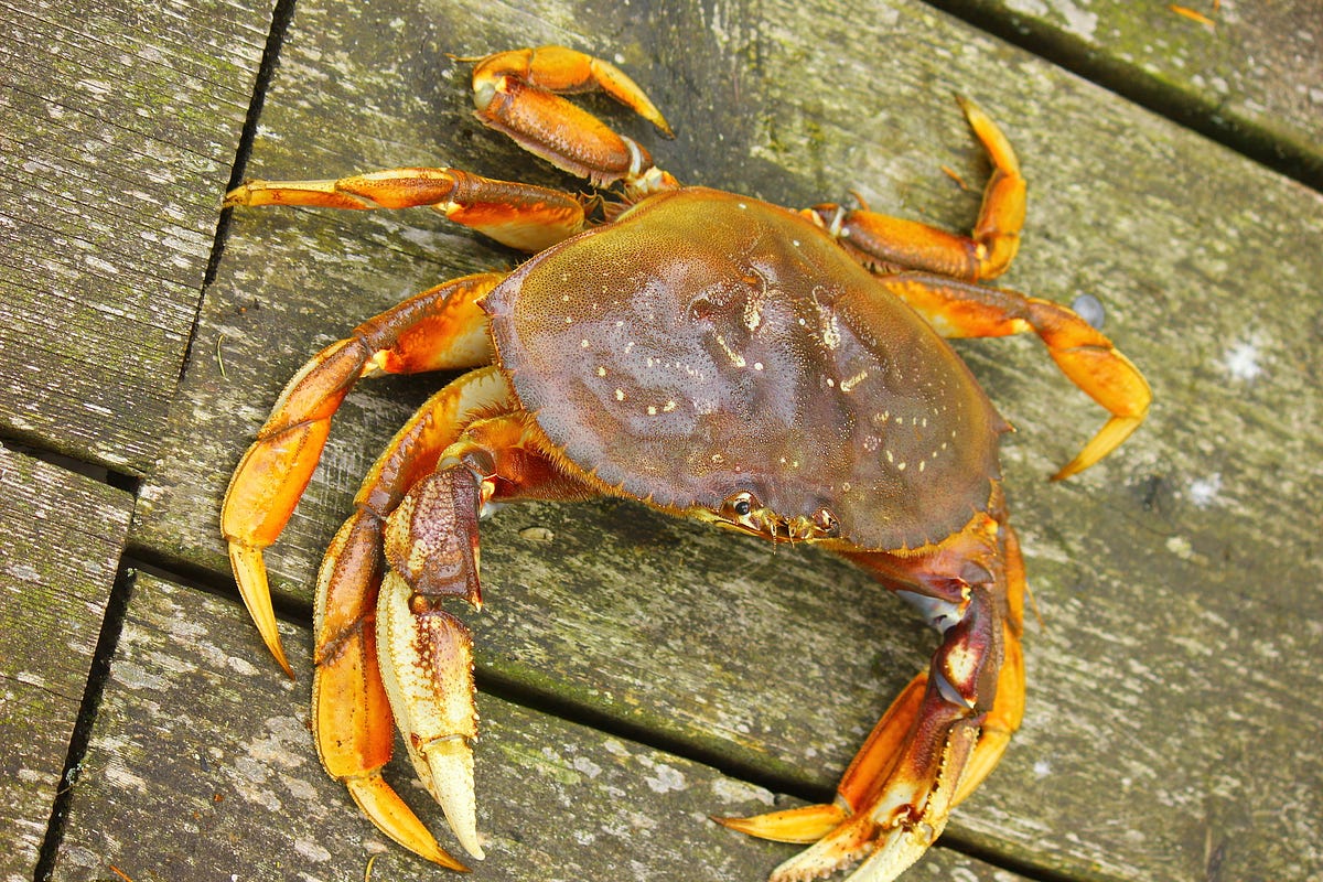 Keeping Tabs On Crab Puget Sound Crab Catch Record Cards Are By The 