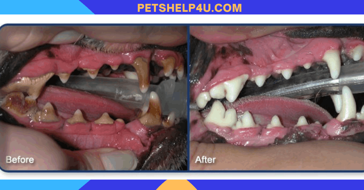 How to Clean Dog Teeth Without Brushing by Petshelp4u Medium