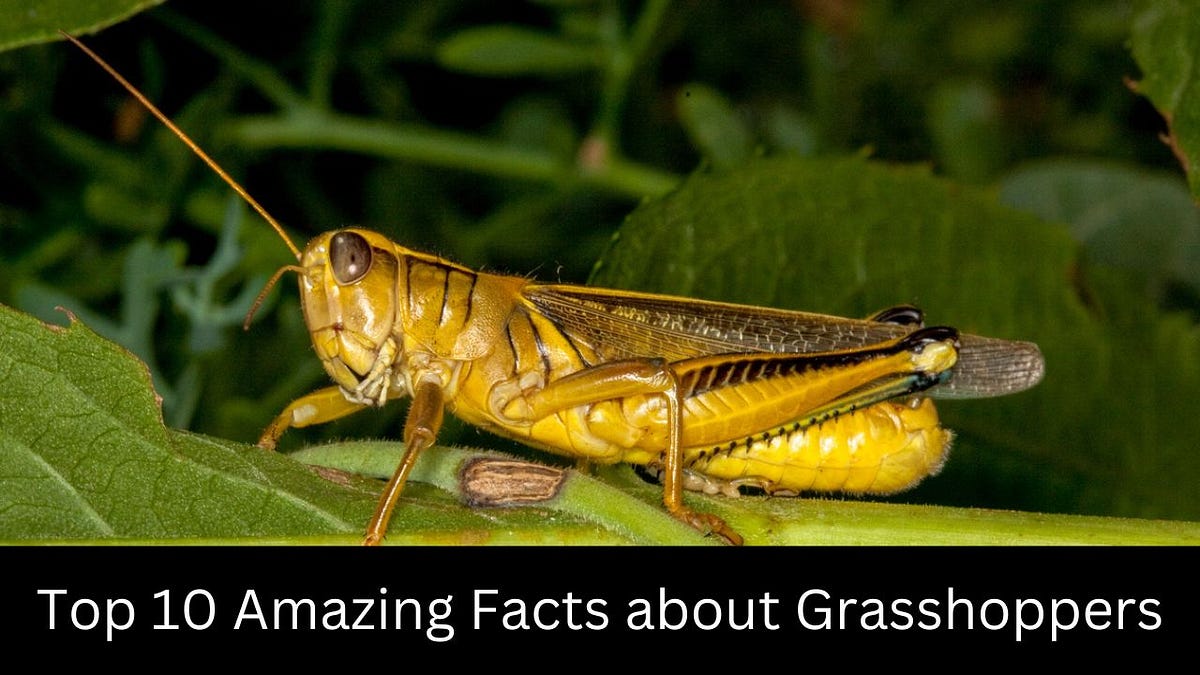 Amazing Facts about — Facts Plant by Fact Zone Medium