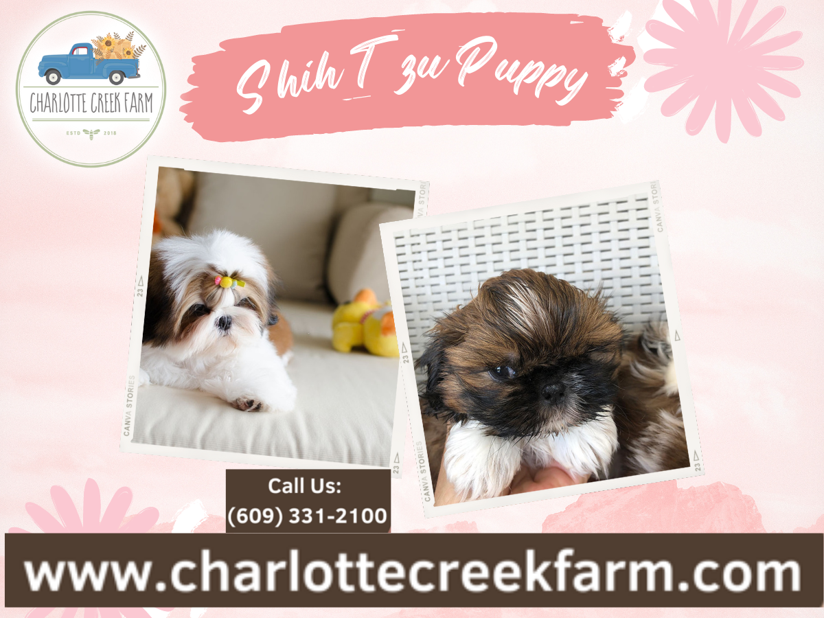 A closer look at Shih Tzu Grooming And Skin Care
