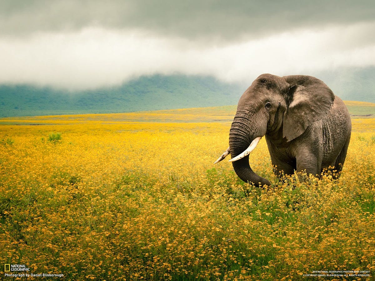 Éléphants
