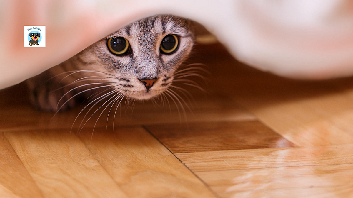 Why Does My Cat Hide Her Kittens Under the Bed Except For One? | by Pet  Guiders | Medium