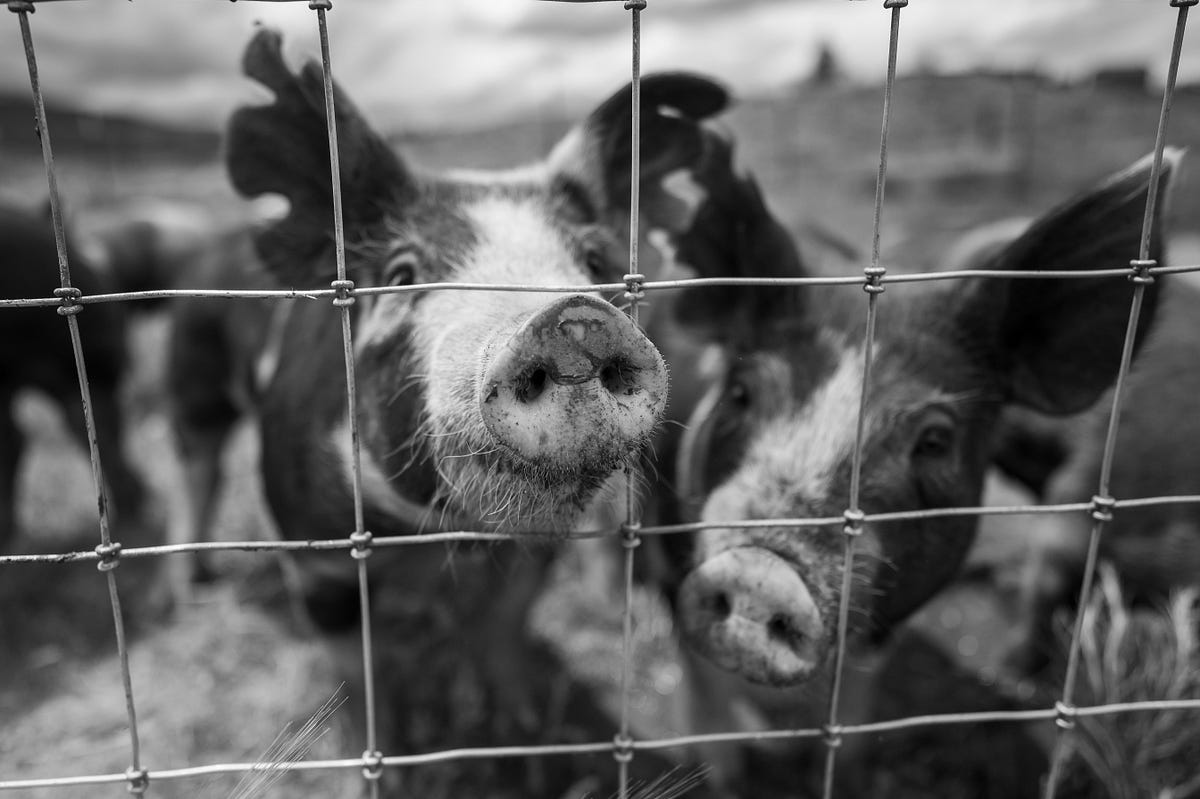 The Three Little Pigs Story A Classic Tale For Kids Medium the-three-little-pigs-story-a-classic-tale-for-kids-medium
