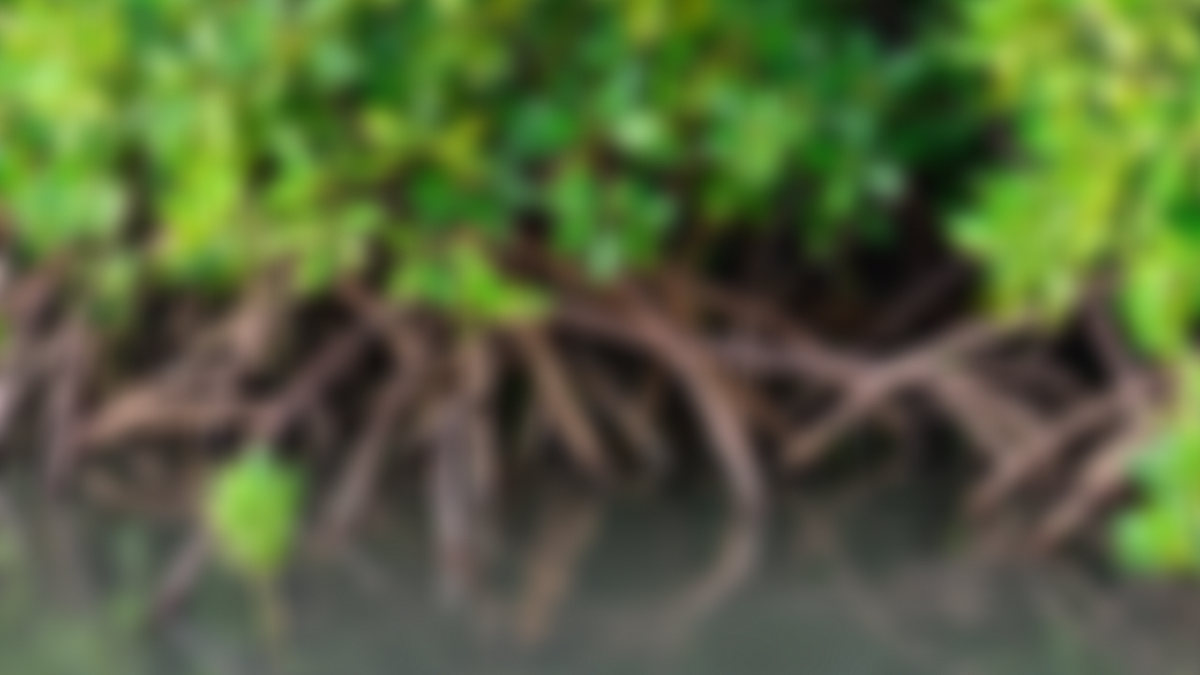 Mangroves, Blue Carbon, and the Fight Against Climate Change | by ...
