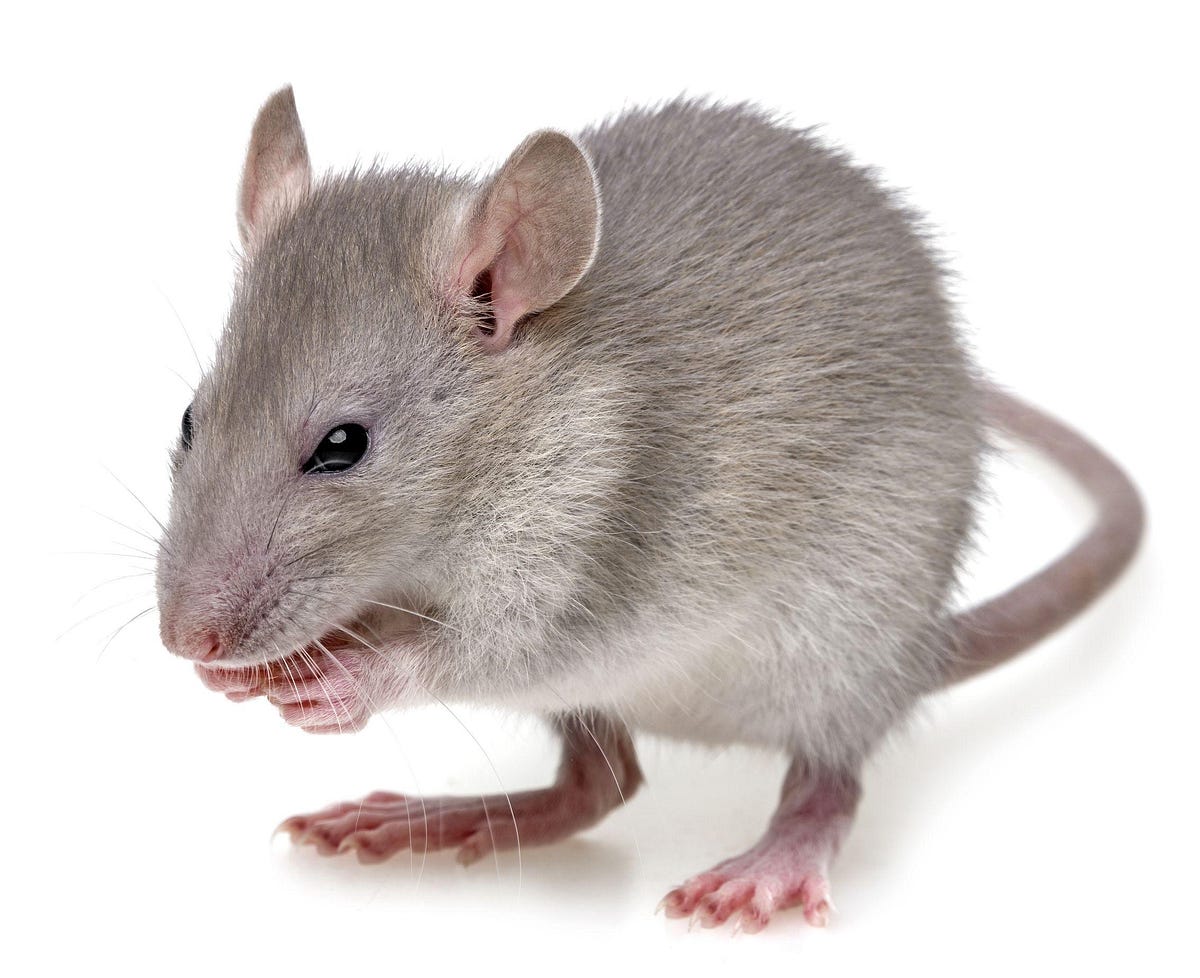 7 Tips to Keeping a Mice Free Home This Winter by David B Faltz Medium 7 Tips to Keeping a Mice Free Home This Winter by David B Faltz Medium