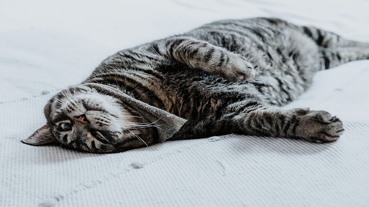Why do cats roll over on their backs? by Make Yourself Knowledgeable