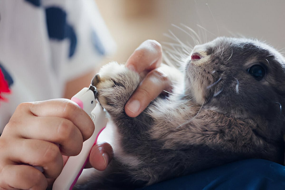 Can declawed cats climb?. Understanding the Impact of Declawing by