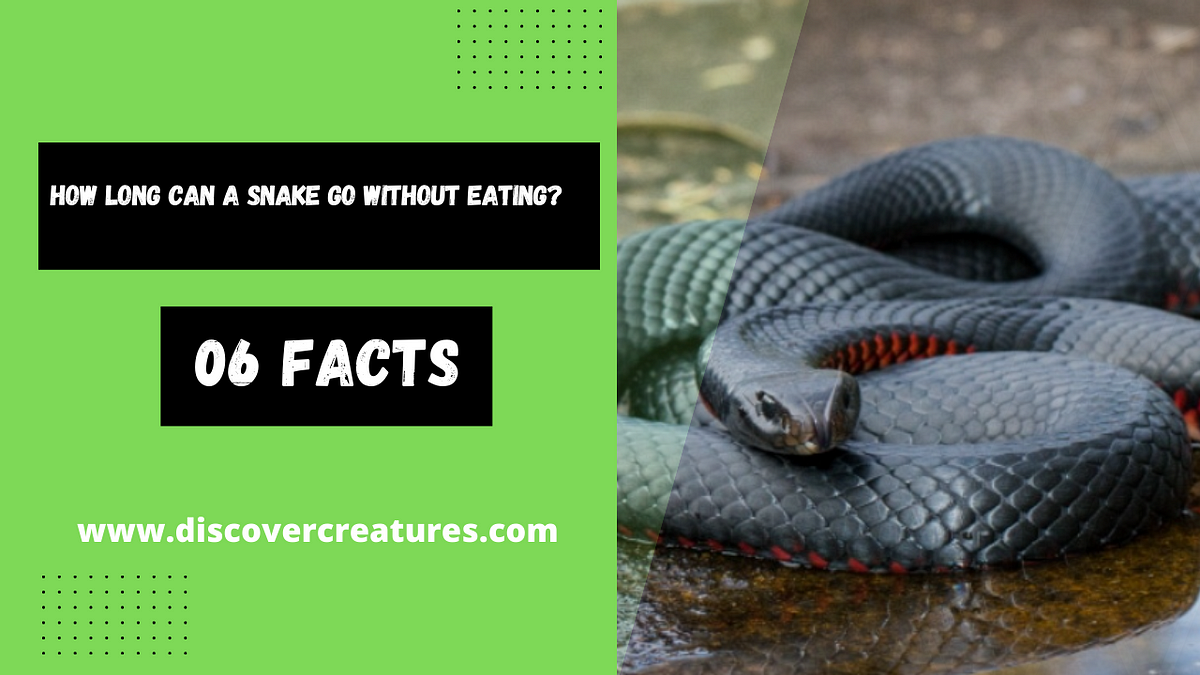 How Long Can A Snake Go Without Eating