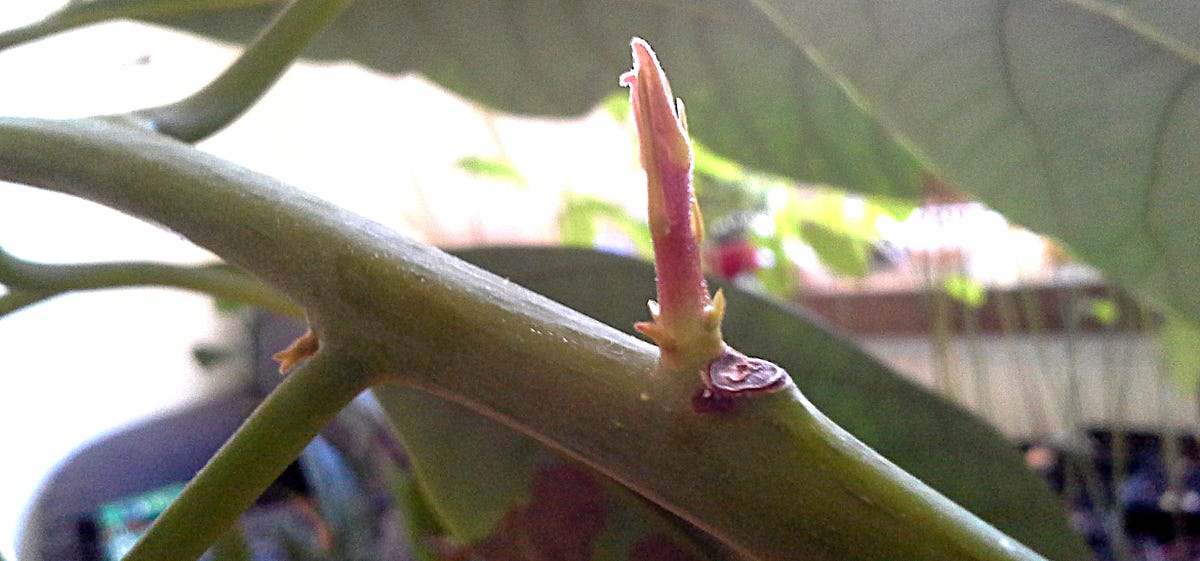 How to make your indoor avocado branch out (aka 'breaking apical  dominance') | by @Avokaato | Medium