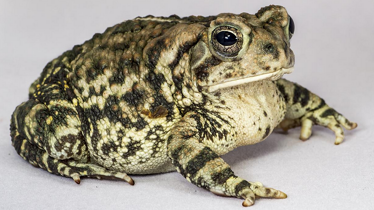 Configuring TOAD Connections with TNS in Oracle: A Comprehensive Guide ...