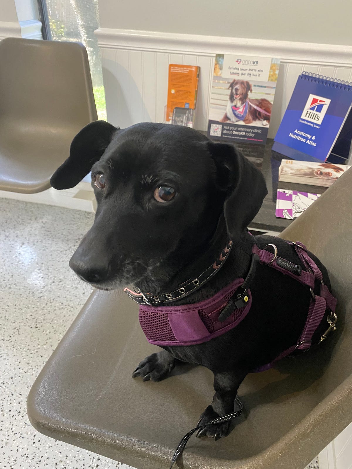 My dog has acid reflux.. They say pets and owners start to… by Amy W