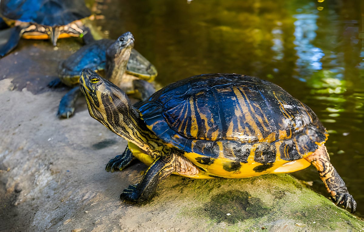 “The Ultimate Guide to Cumberland Slider Turtle Care” Turtle OMG Medium