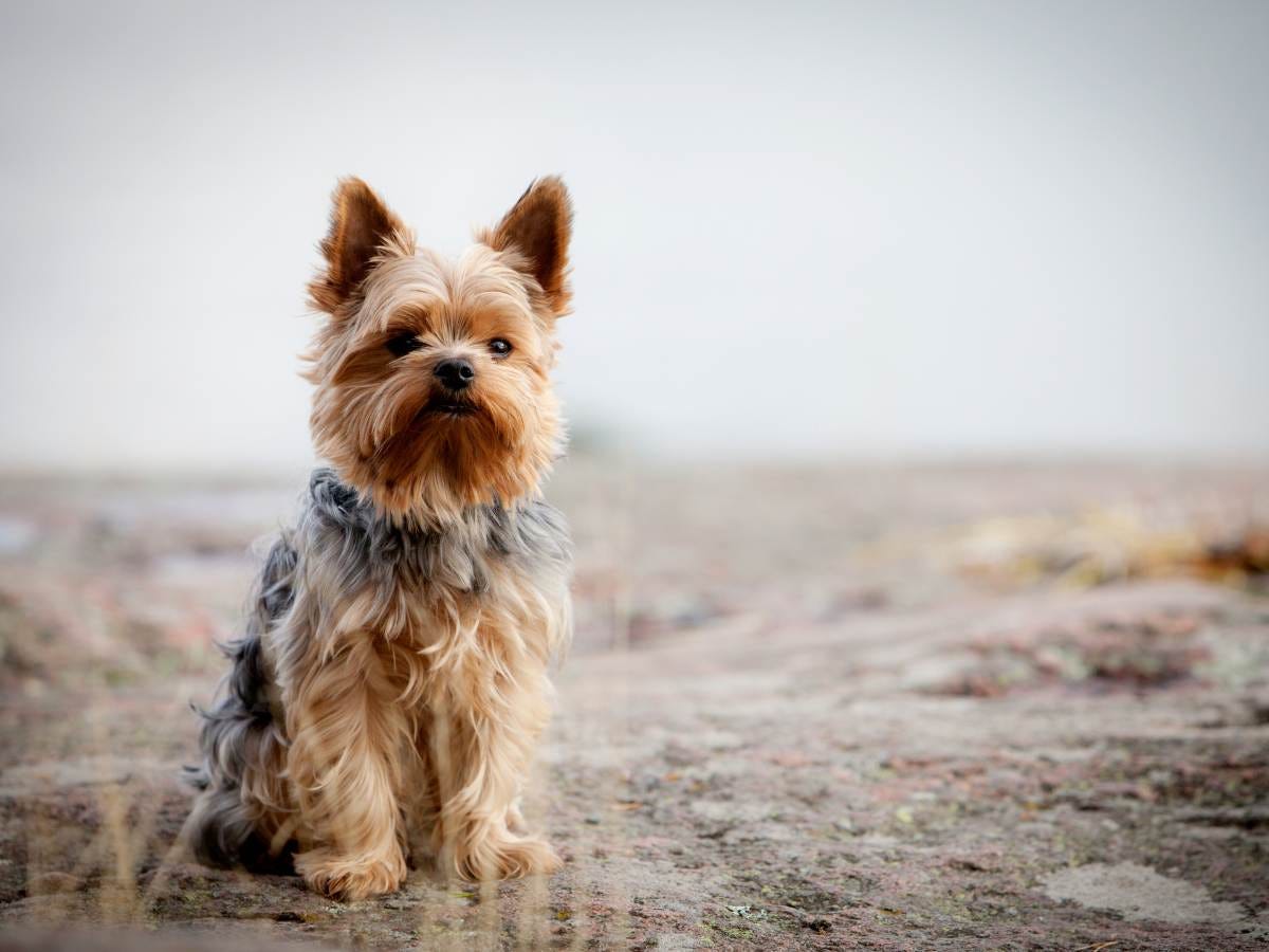 How To Train A Yorkshire Terrier. Yorkshire Terriers, affectionately