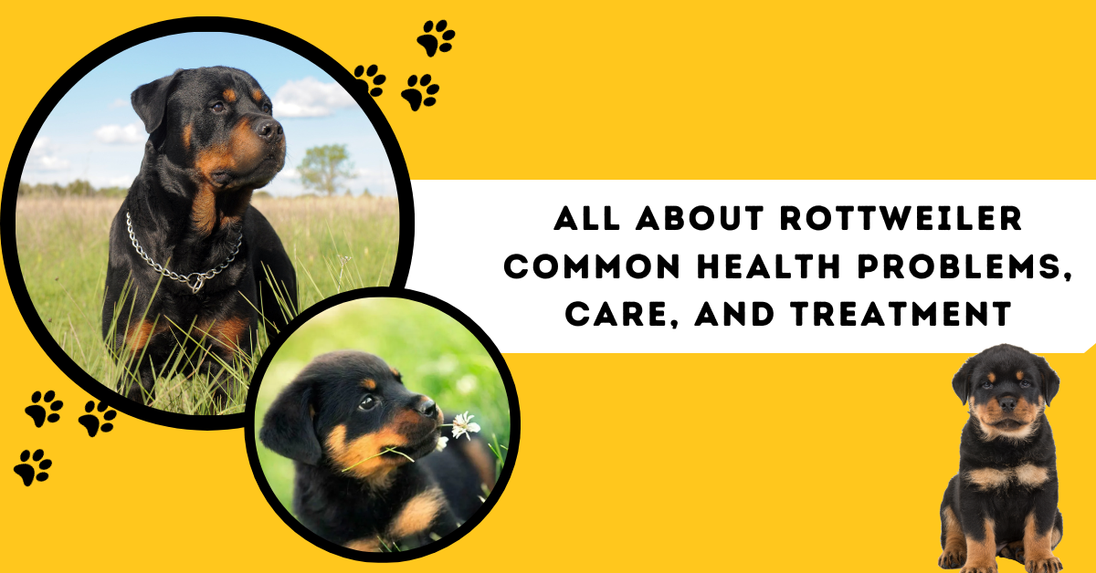 All About Rottweiler Common Health Problems, Care, And Treatment Vom