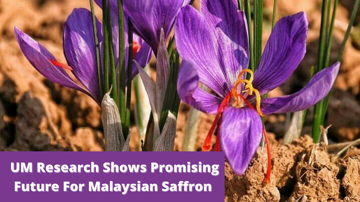 kashmiri UM research shows promising future for Malaysian saffron
