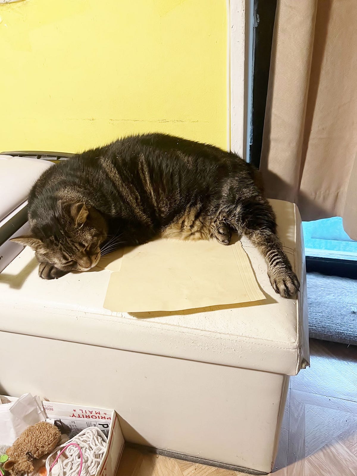 MY CAT SNORES AND OTHER CUTE BUT USELESS FACTS By Kathy Minicozzi