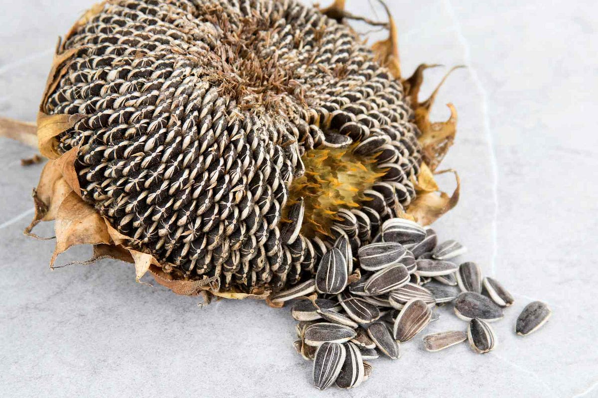 Why you should add sunflower seeds to your diet by Cranberry The