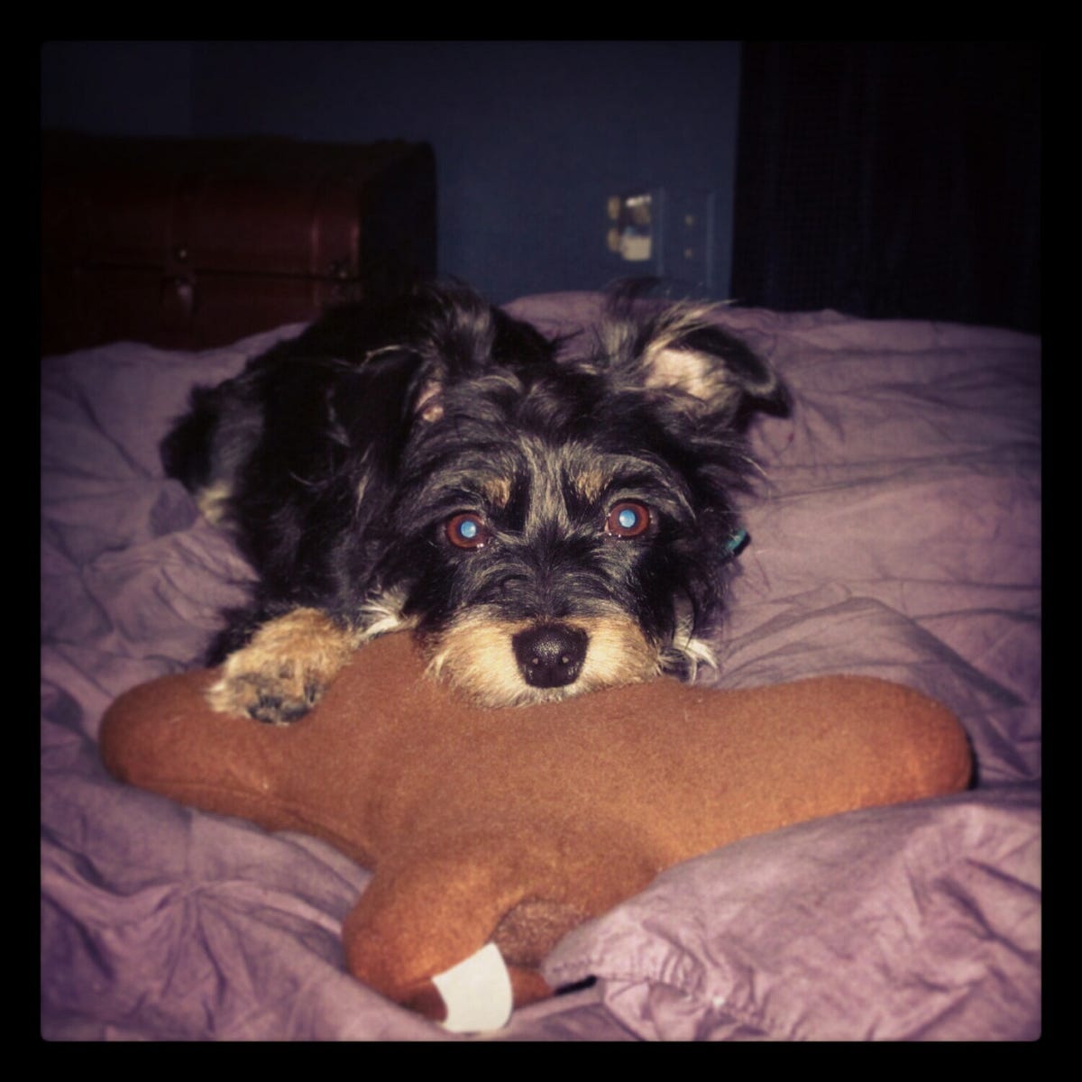 No, you cannot pet my dog.. I have a dog who does not like people… by