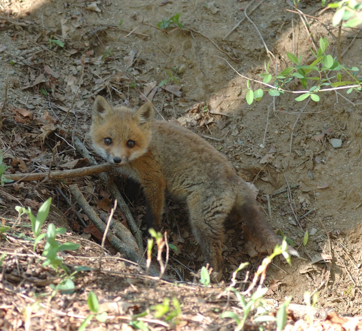 10 Inch Adult Porn Megan Fox - Species Spotlight: Red Fox. Looks like: The size of a small dogâ€¦ | by  Mohonk Preserve | Medium