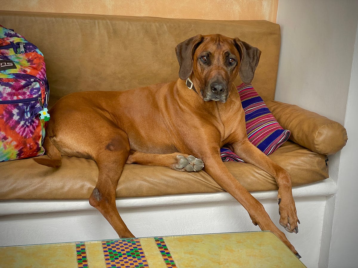 Chichi, a Rhodesian Ridgeback and International Traveler | by Rhonda ...