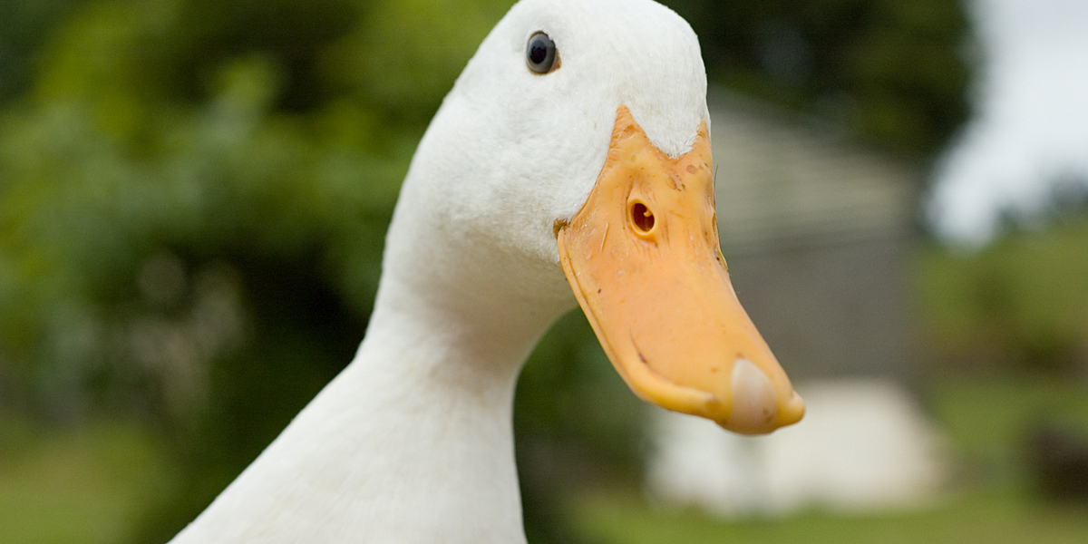 If Homeschool Mom Boredom Isn’t Real After 16 Years, Then I Am a Duck