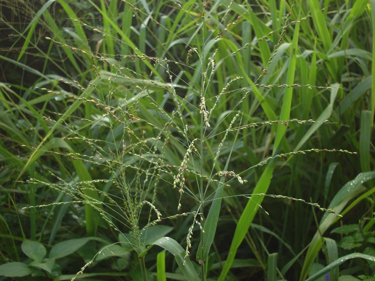 Effect of bioaugmentation of crude oil polluted tropical soils on the growth of Panicum maximum