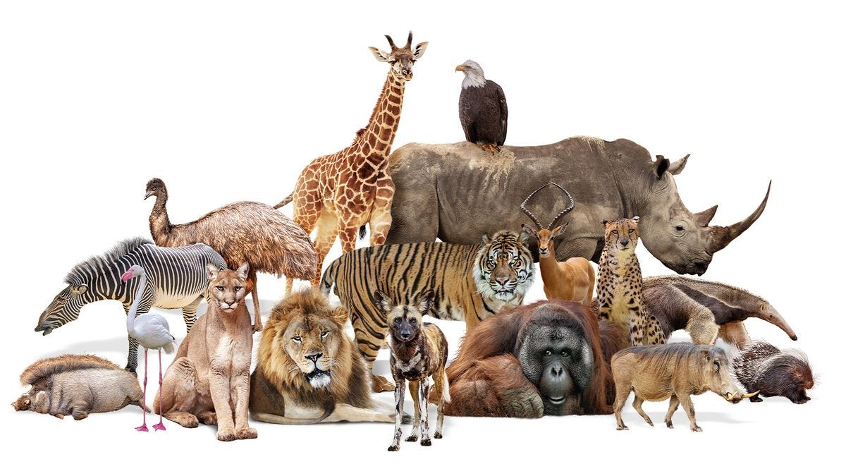 10 Endangered Animals that Are Going Extinct by Nareshshrestha May