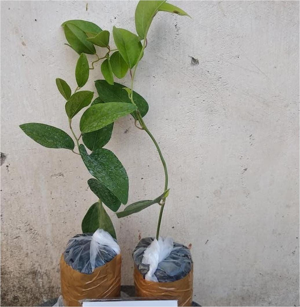 Bibit Cincau Rambat Bili 10 Rembang Terlaris | by Marlino Kemuning | Medium