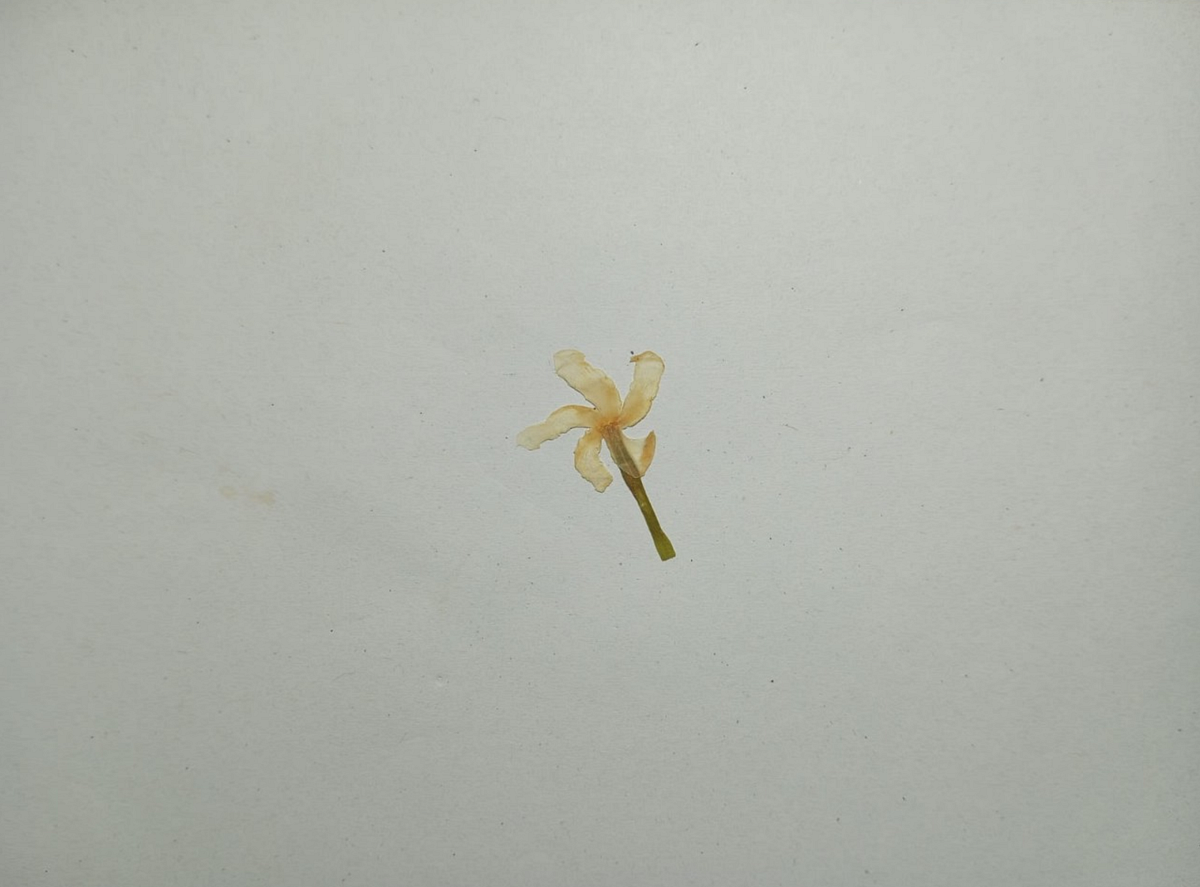 Preview image for i fell in love with a flower.