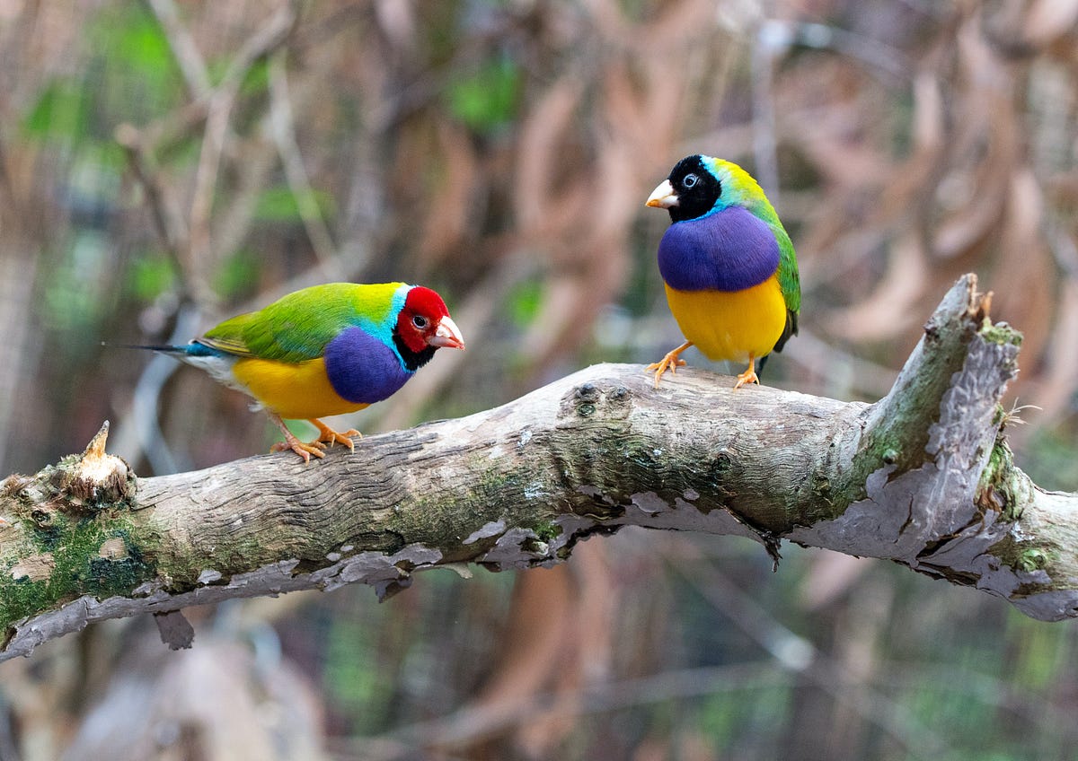 Fun Bird Facts #2: The Gouldian Finch | by Mary Paskhaver | Medium