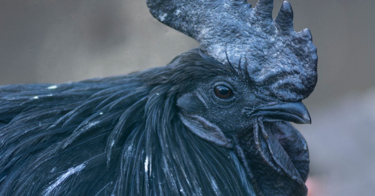 Did You See the Wiener?. My bologna has a first name. by Jason