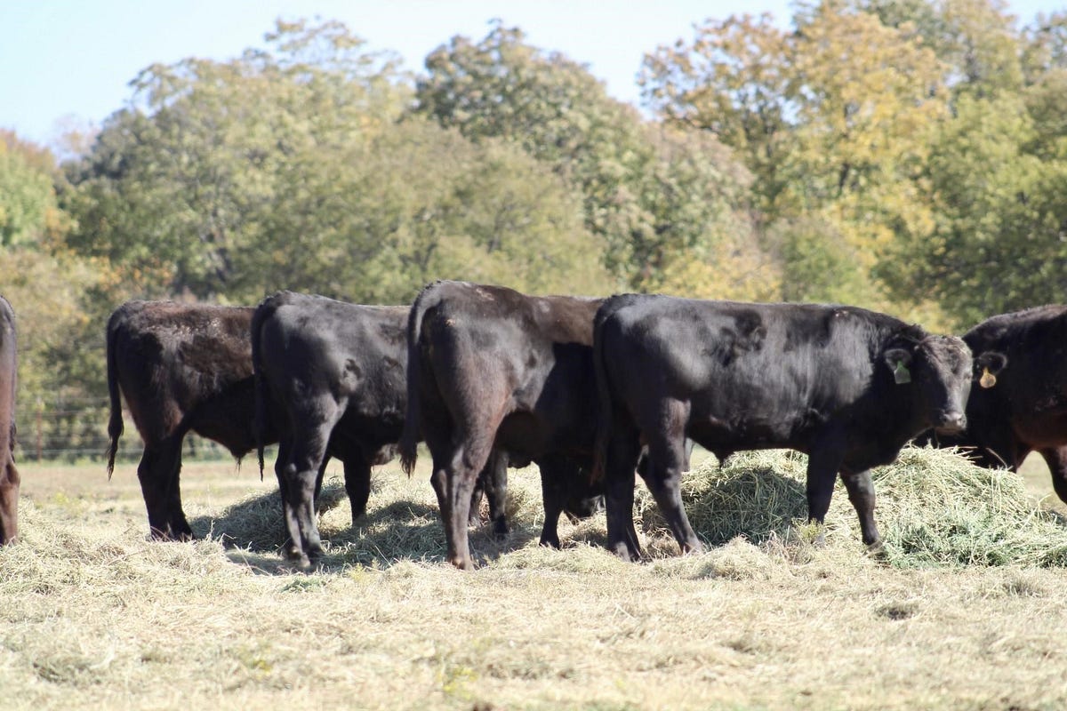 How to a Successful Farmer in Livestock Sales Through Online Marketplace App by James