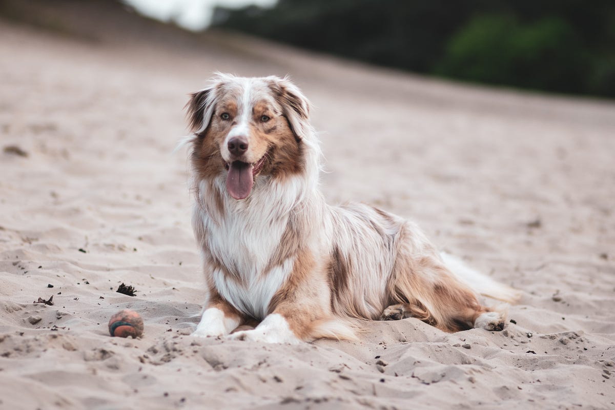 9 Best Dog Toys for Australian Shepherds 