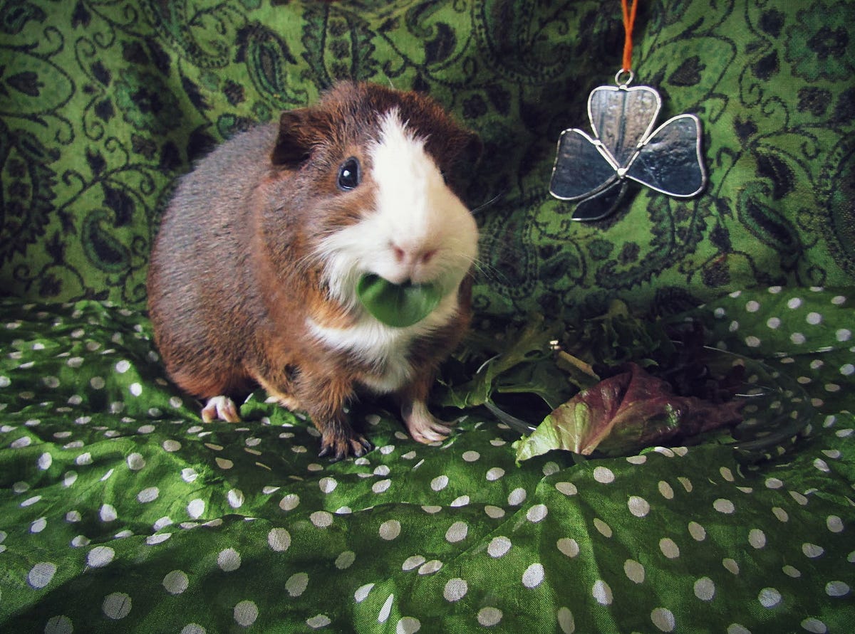 A Guinea Pig Wheel of the Year. Arranging seasonal photos with a furry