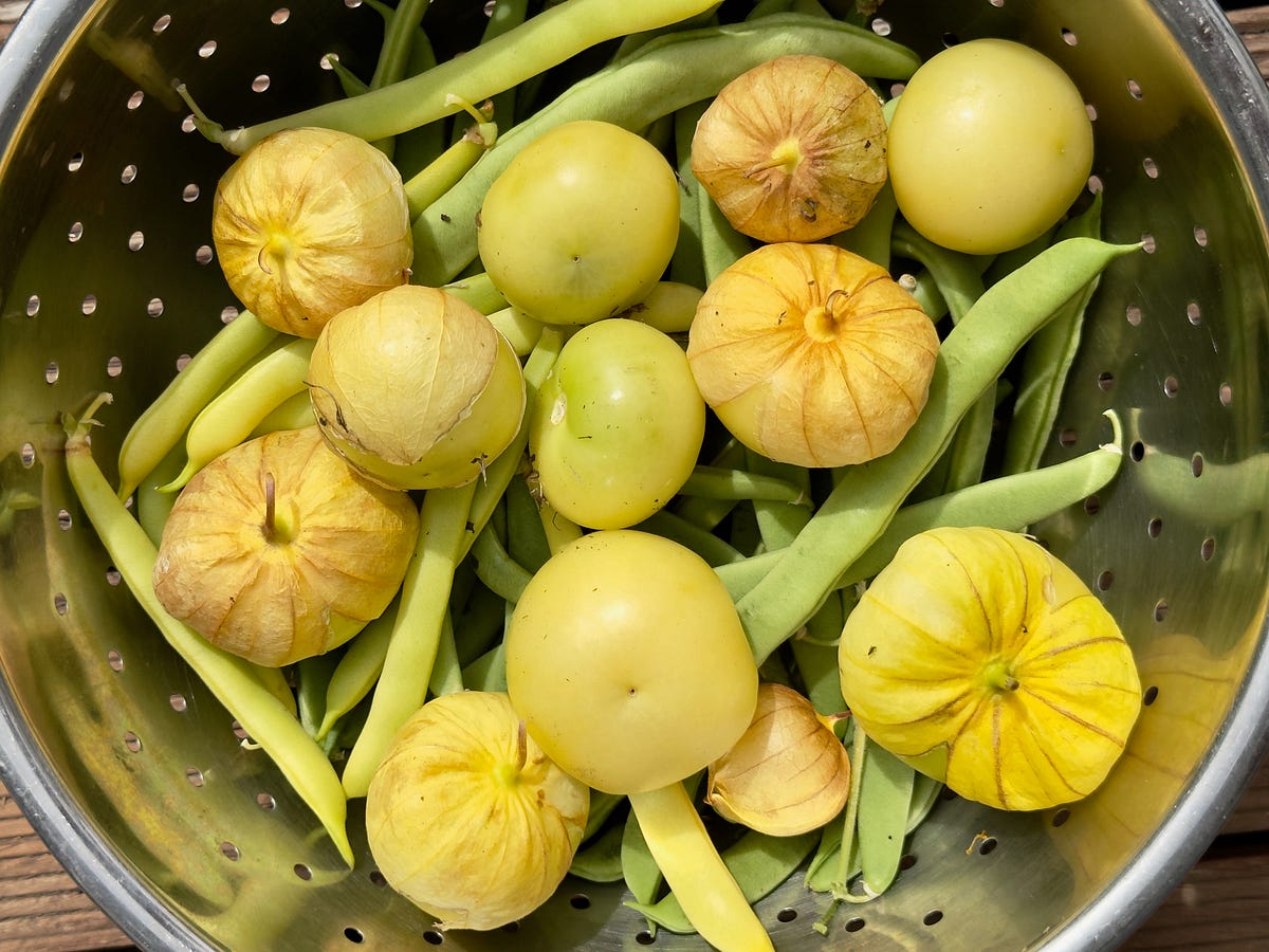Tasty tomatillo. We were surprised. The shrubs we… | by Russ