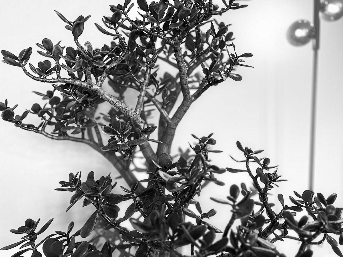I Bought a Jade Plant. I am at a place where I feel confident… by