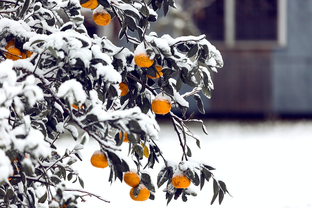 How To Protect Your Fruit Trees From Frost And Freeze Fruits by Peter