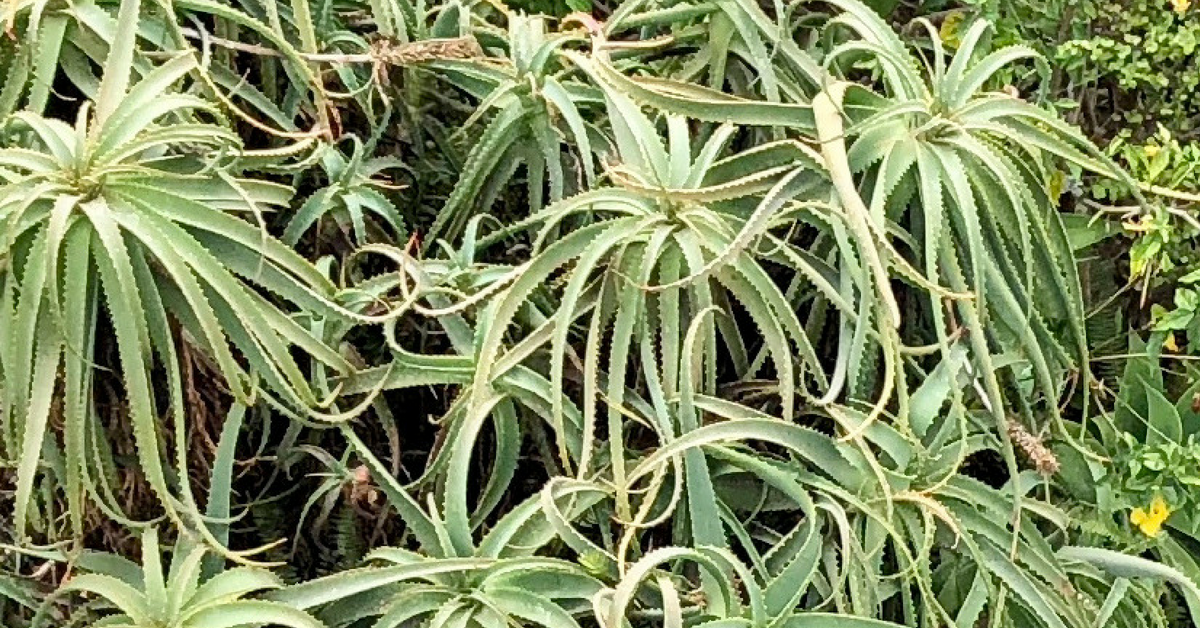 Aloe Vera, the Superfood with a Multitude of Super Uses | by Nicole Akers |  Publishous | Medium