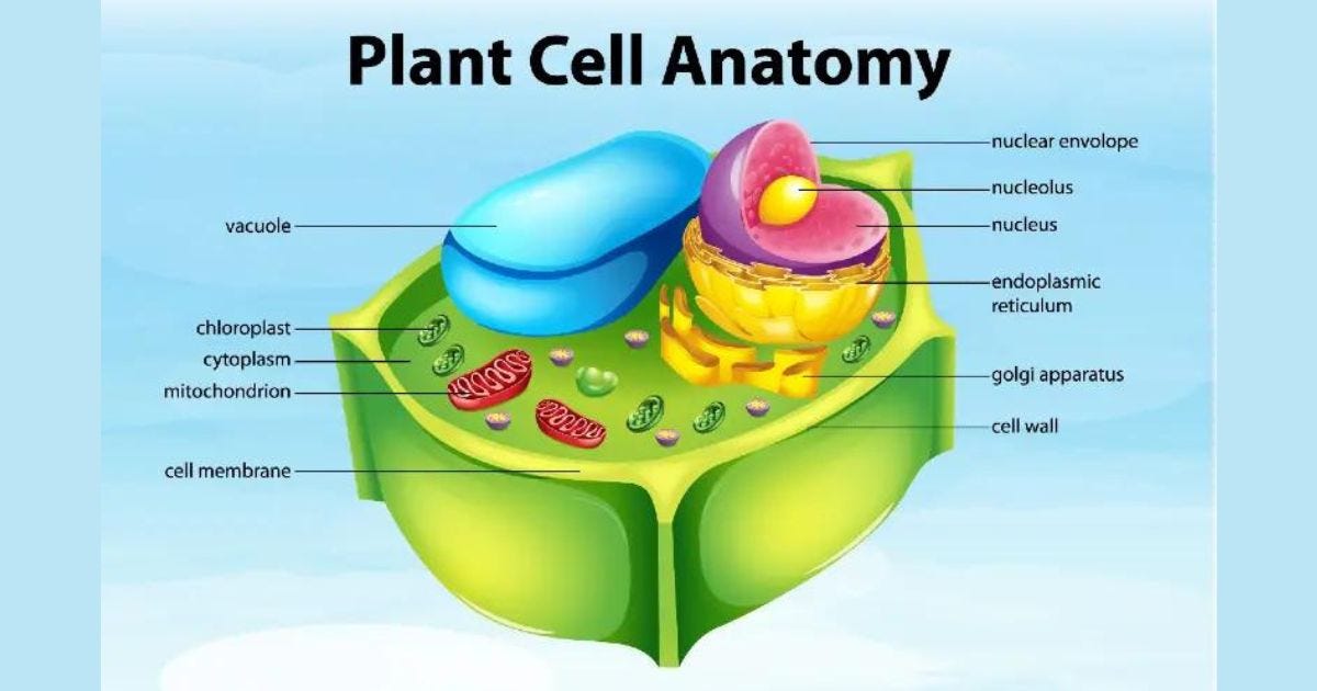 Cell Wall | Definition, Function, Discovered, Formation | by Biology Study  Point | Medium