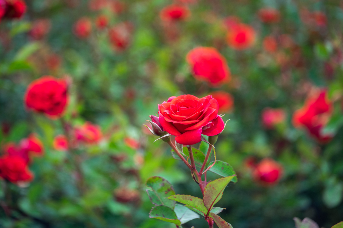 Depth of Field Demystified A Comprehensive Guide to the Physics and