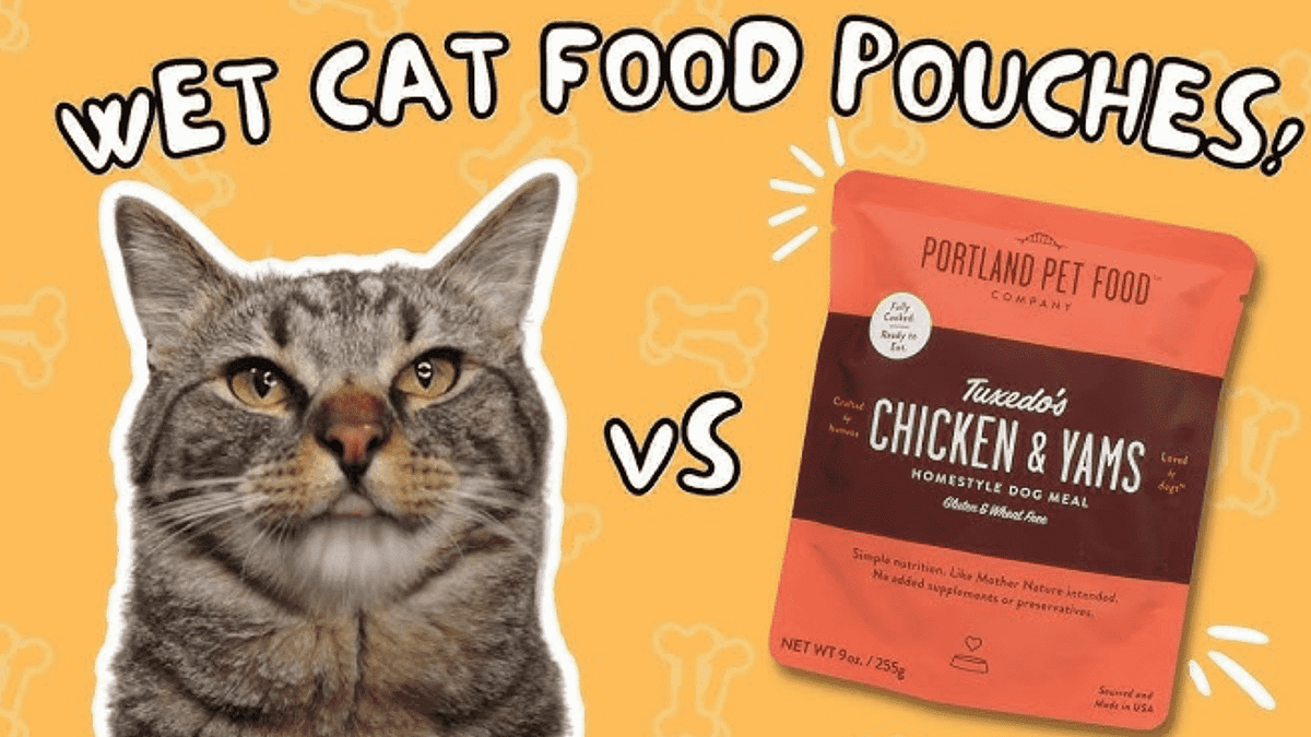 Did you know Why Does My Cat Throw Up After Eating Wet Food? by