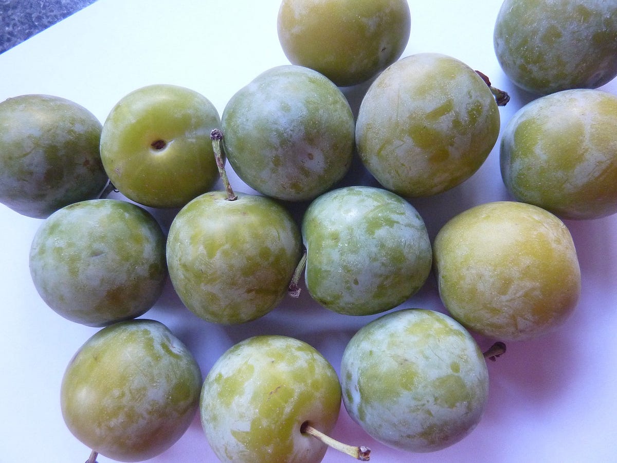 The Greengage Tree in Our Garden Taught Our Church a Big Lesson by