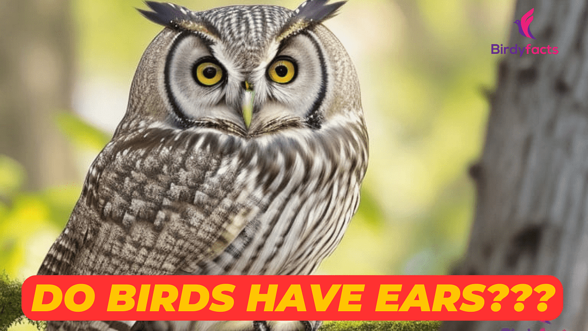 Do Birds Have Ears? Birds are interesting animals that live in many