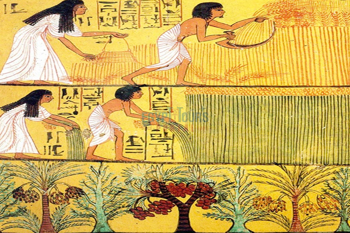 Farming and Irrigation in Ancient Egypt: How the Nile Built a Civilization