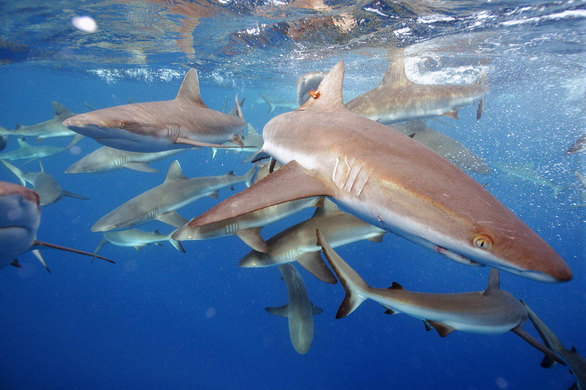 Warning Display. “Some divers rate the gray reef shark… | by Carl Safina |  Medium