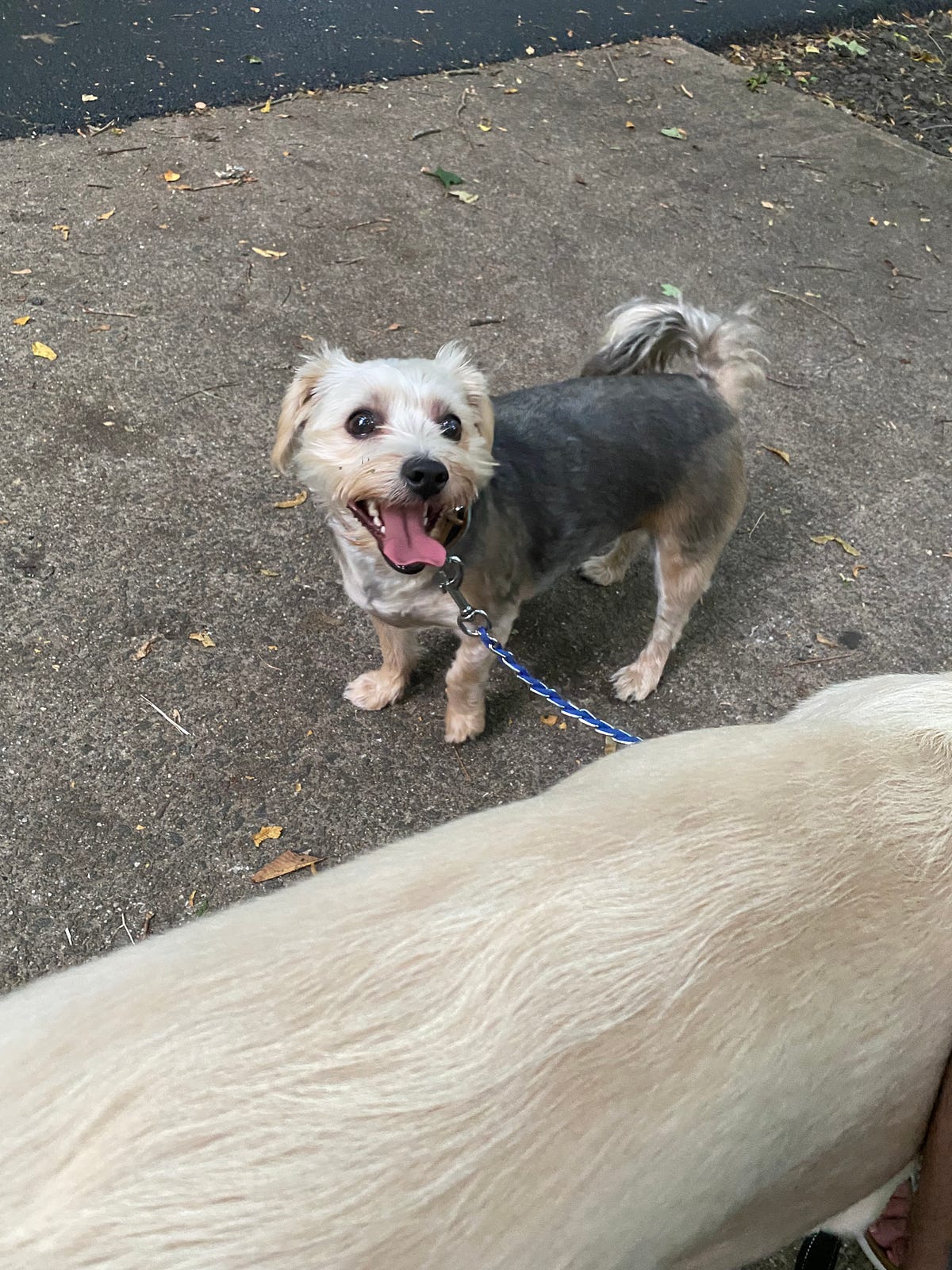 Dating App for pet owners!. Unleash Love with Ava The Ultimate… by