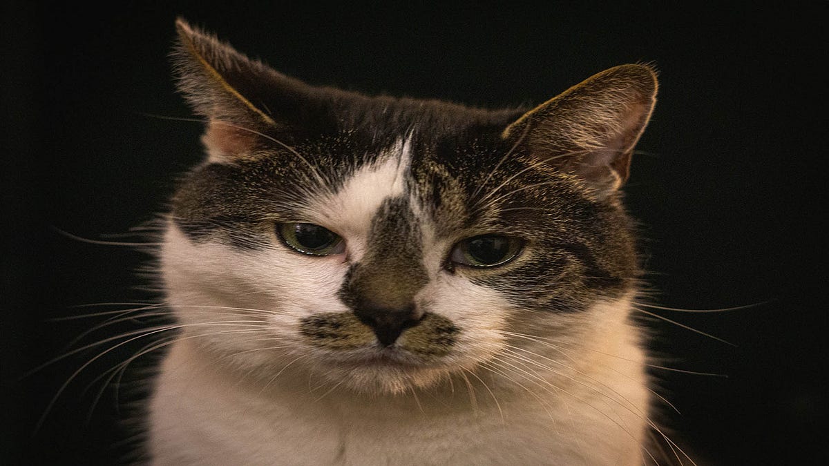 Frequent cat vomiting reasons and treatment by Make Yourself